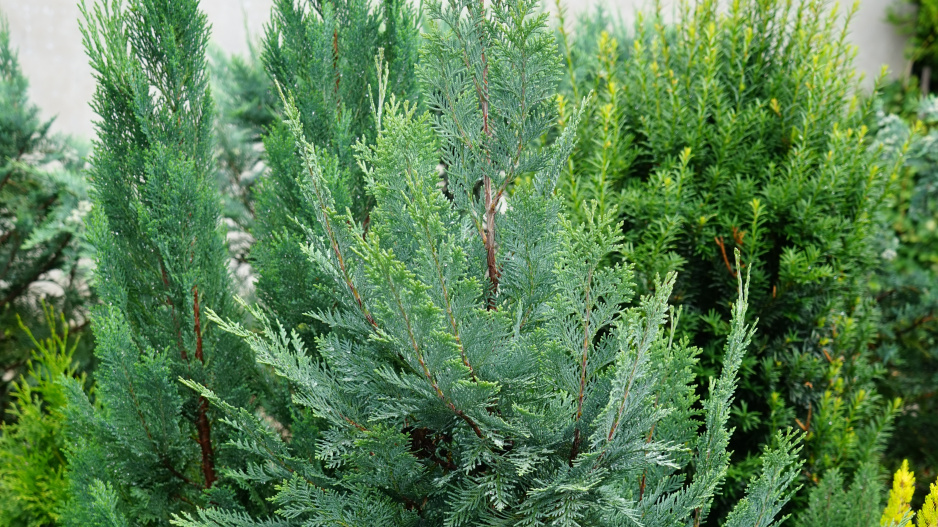 Chamaecyparis lawsoniana 'Ellwoodii' 