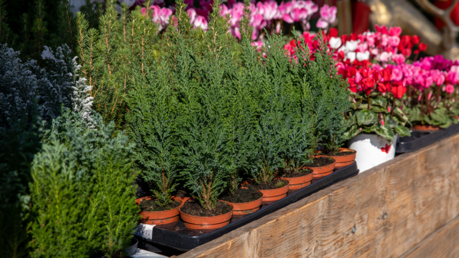 Chamaecyparis lawsoniana 'Ellwoodii' 