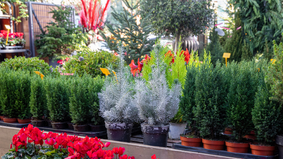 Chamaecyparis lawsoniana 'Ellwoodii' 