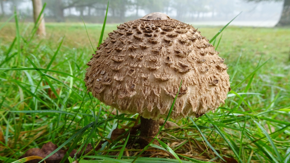 bedla šedohnědá (Chlorophyllum olivieri)