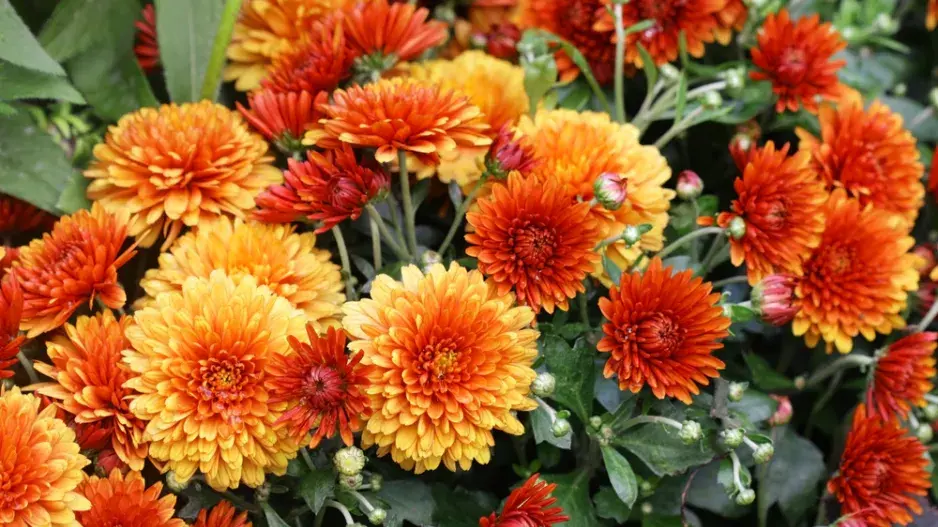 podzim trvalky podzim trvalky