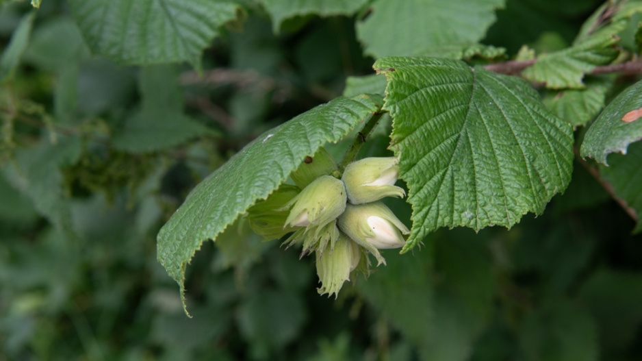 Líska obecná (Corylus avellana)