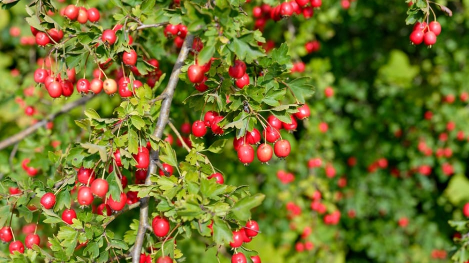 Hloh jednosemenný (Crataegus monogyna)
