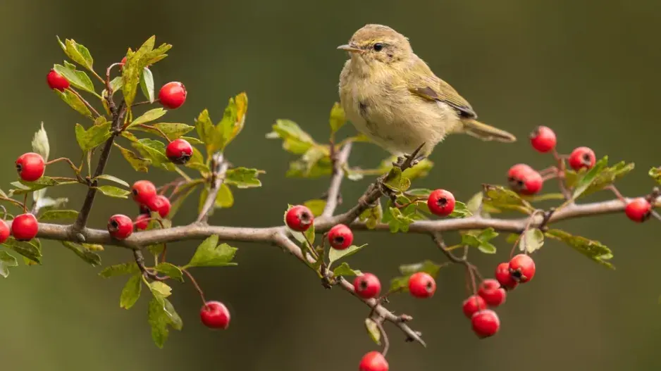 Hloh jednosemenný (Crataegus monogyna)