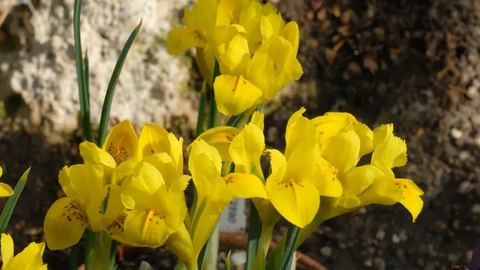 kosatec Danfordové kosatec Danfordové