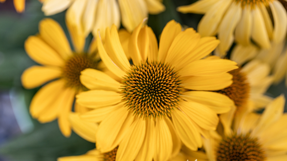 žlutě kvetoucí echinacea