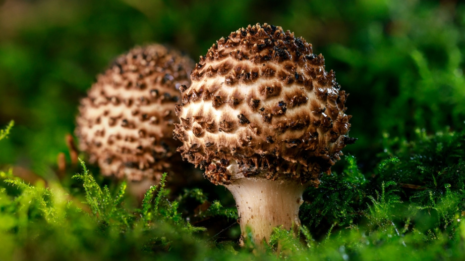 bedla ostrošupinná (Echinoderma asperum)