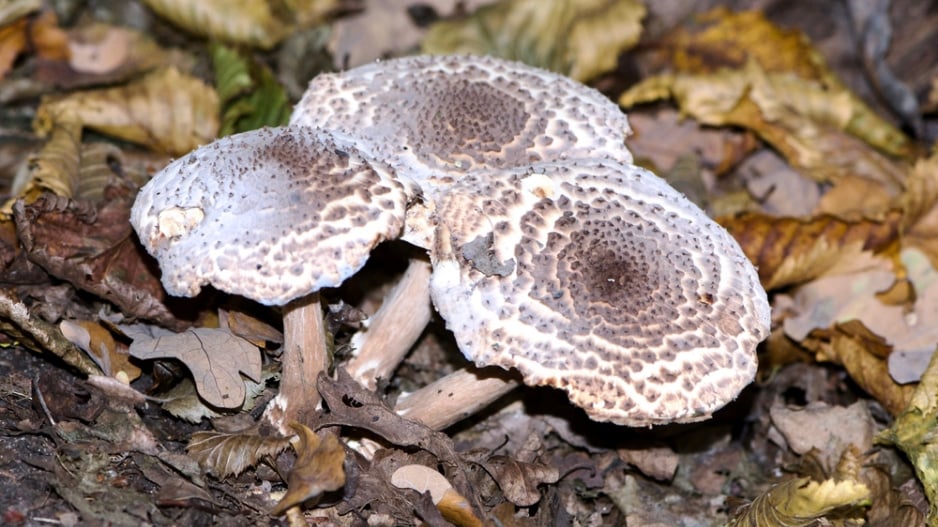 bedla ostrošupinná (Echinoderma asperum)