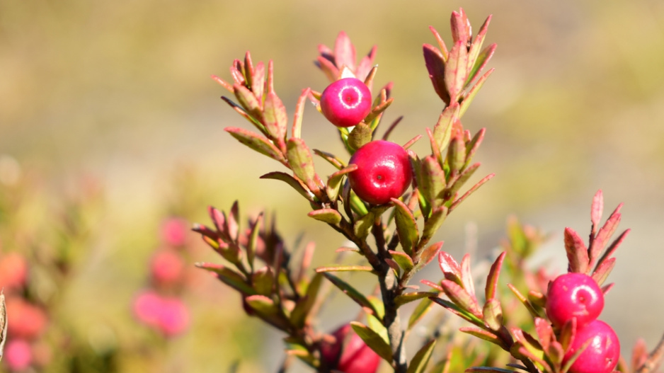 Libavka hrotitá (Gaultheria mucronata) 