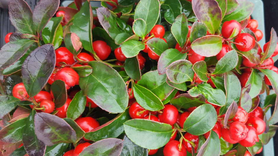 (Gaultheria procumbens) 