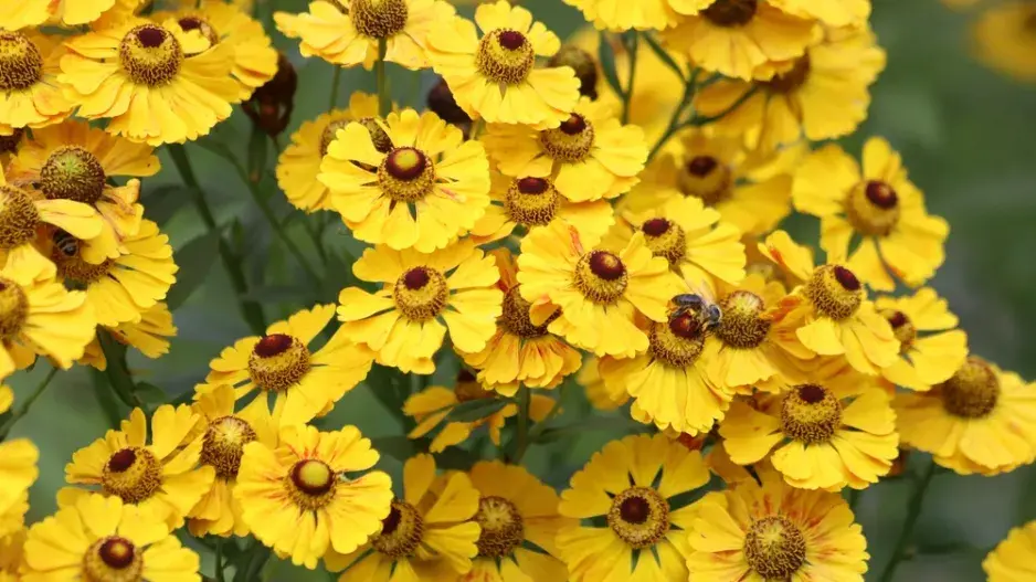 podzim trvalky podzim trvalky