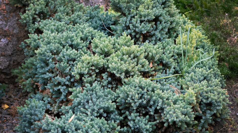 Juniperus squamata 'Blue Star' 