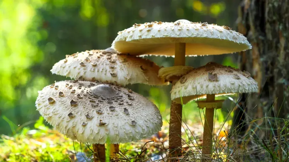 bedla vysoká (Macrolepiota procera)
