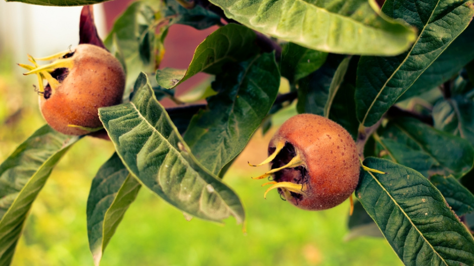 Mišpule (Mespilus germanica)