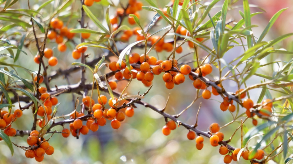 Rakytník řešetlákový (Hippophae rhamnoides)