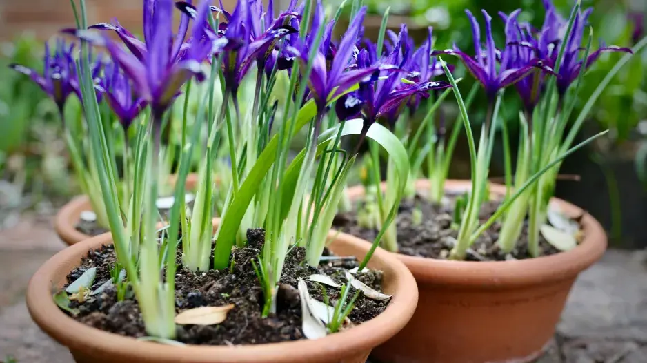 Kosateček síťkovaný