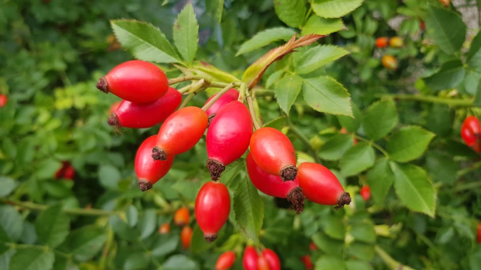 Růže šípková (Rosa canina)