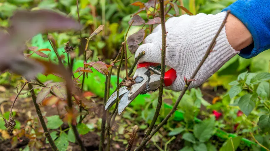 Zazimování růží