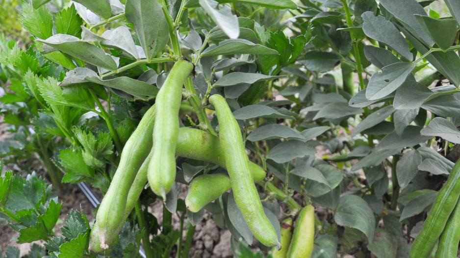 Bob obecný (Vicia faba) 