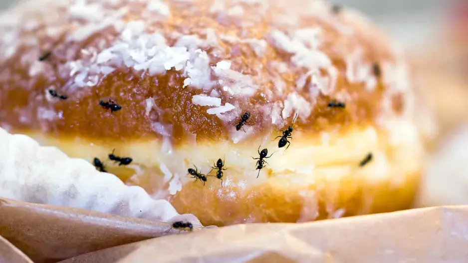 Co dělat, když máte doma mravence.