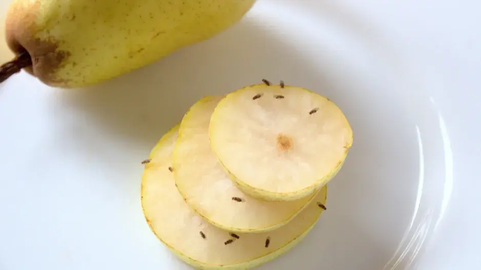 Jak se zbavit octomilek.