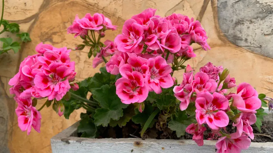 Muškáty v truhlíku