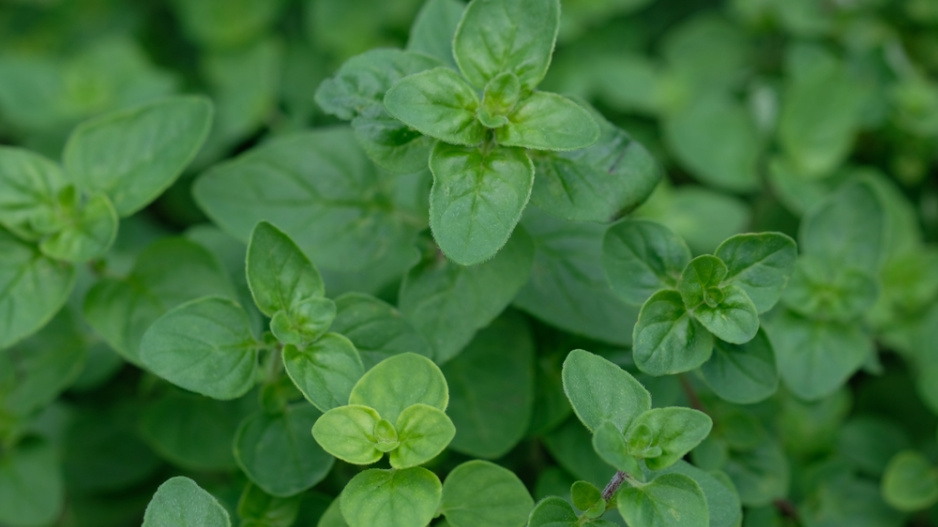 oregano