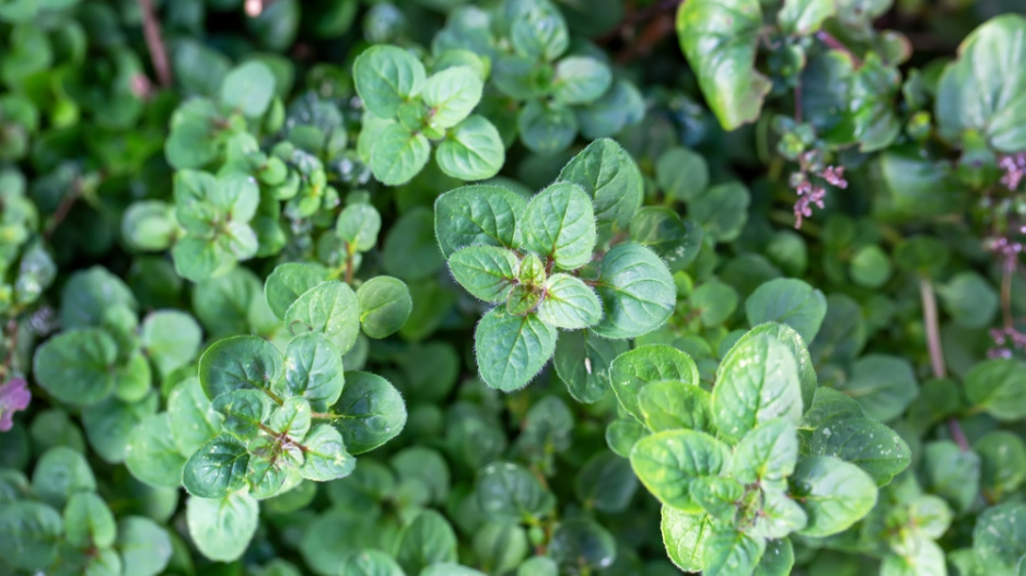 oregano