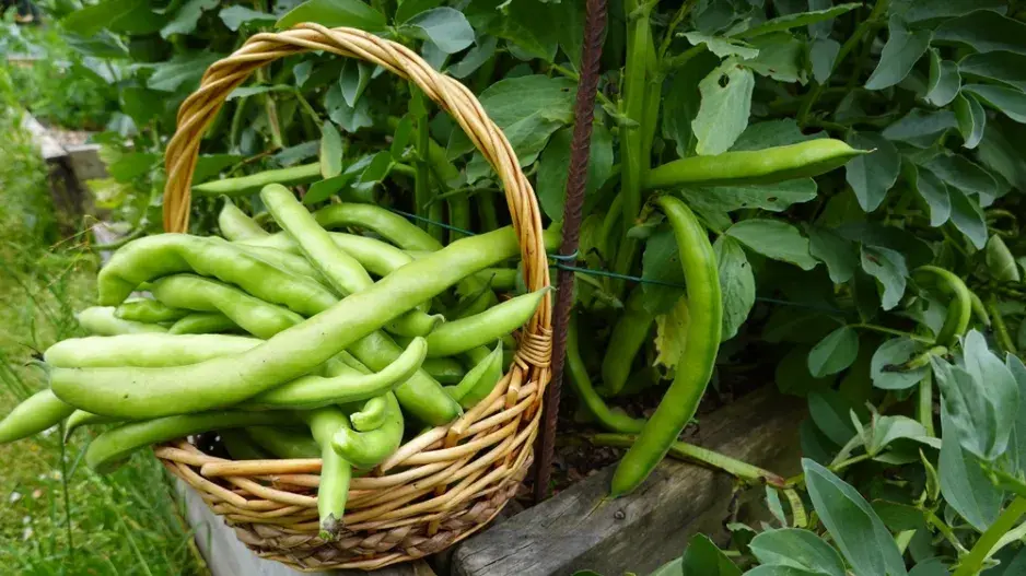 Bob obecný (Vicia faba)