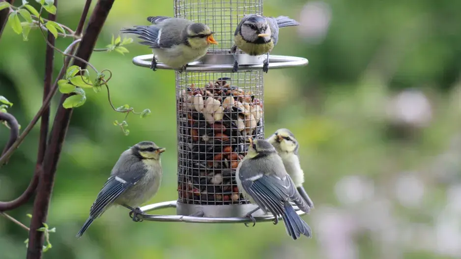 Krmítko nesmí nikdy zůstat prázdné