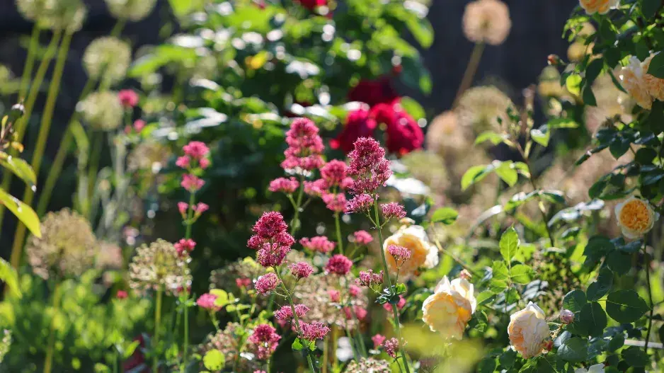 Podzimní výsadba trvalek