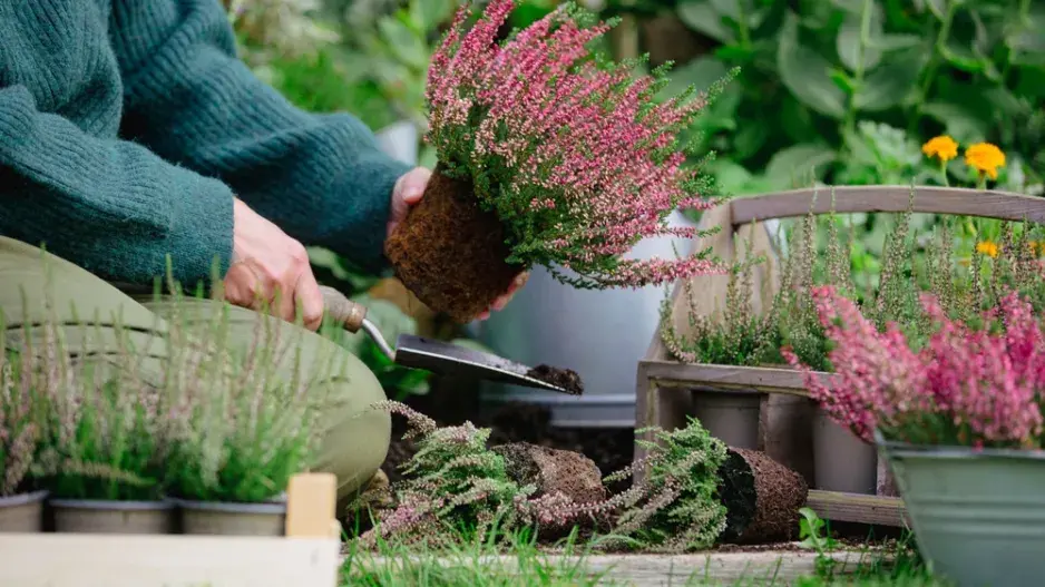 Vřesy v podzimních truhlících a dekoracích.