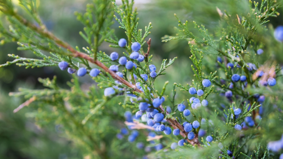 Jalovec (Juniperus) 