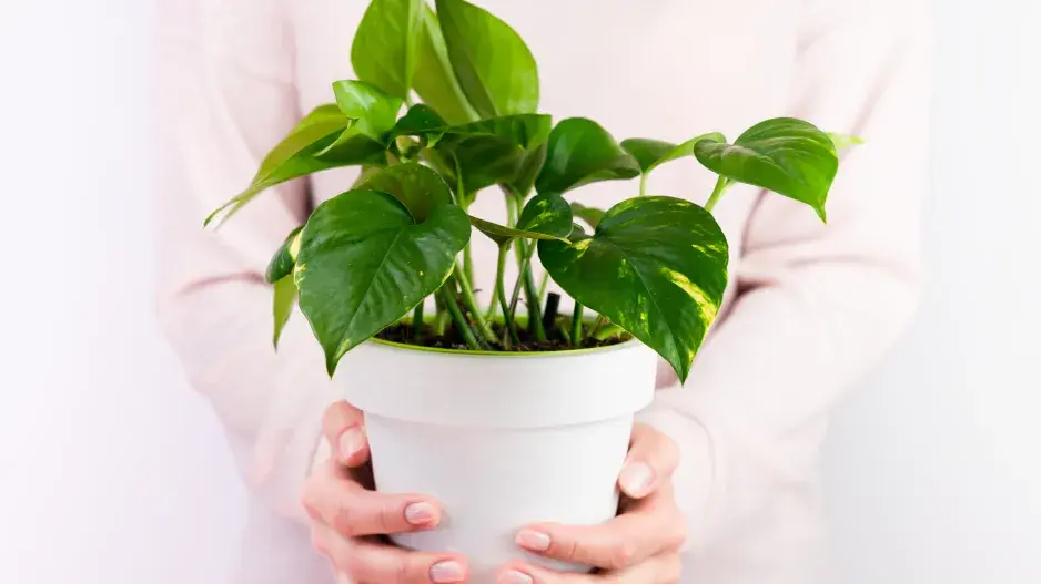 Užitečné pokojové rostliny