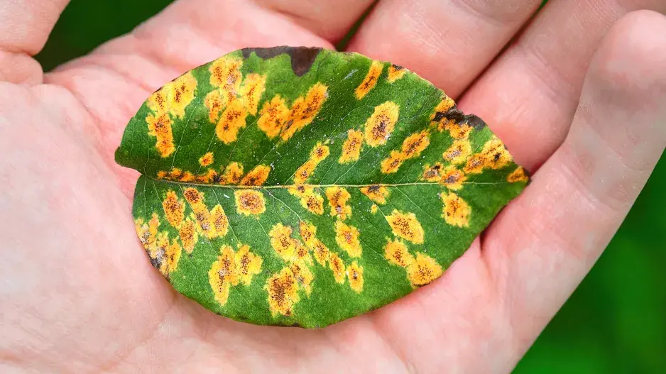 Rez hrušňová na listu 