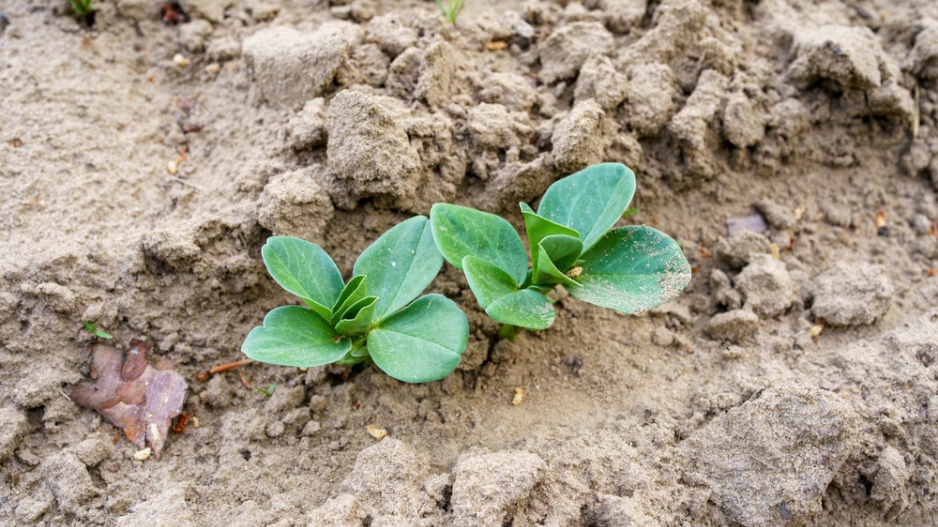 Bob koňský (Vicia faba) 