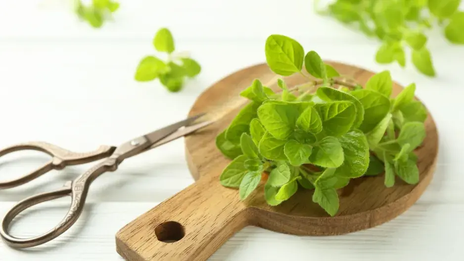 oregano