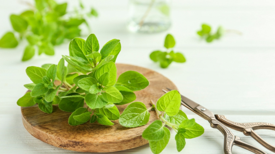 oregano
