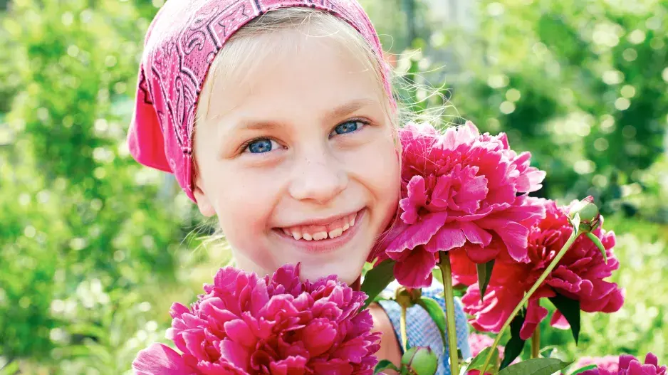 Pivoňky patří mezi oblíbené rostliny