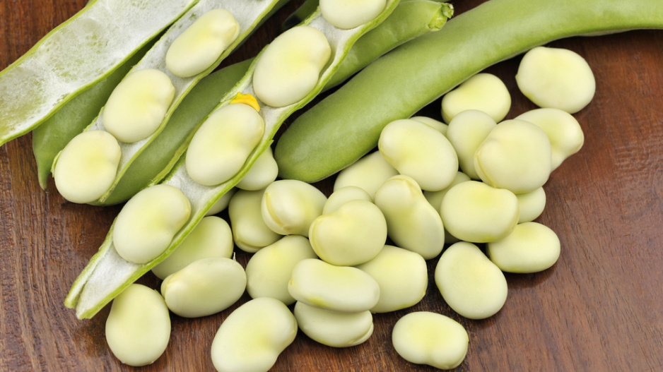 Bob obecný (Vicia faba) 