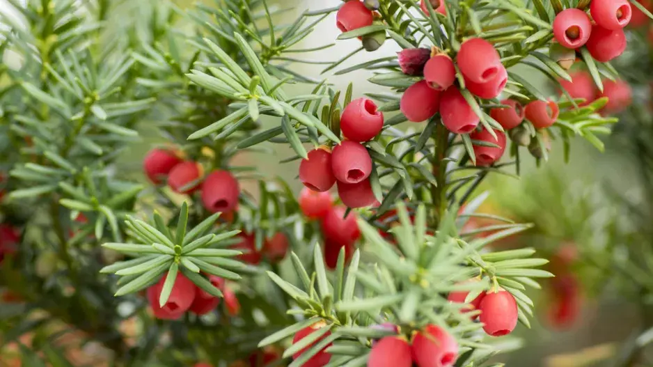 Taxus baccata