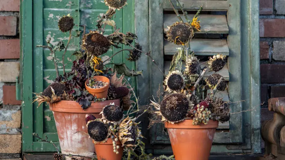 krmítko slunečnice