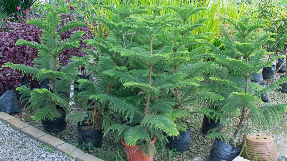 Araukárie (Araucaria heterophylla)