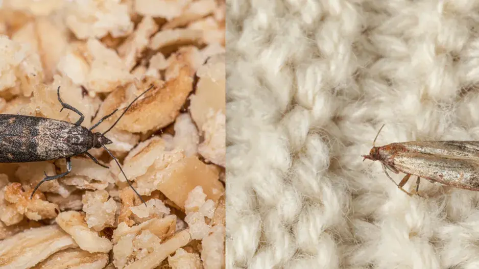 Jak se zbavit potravinových a šatních molů.