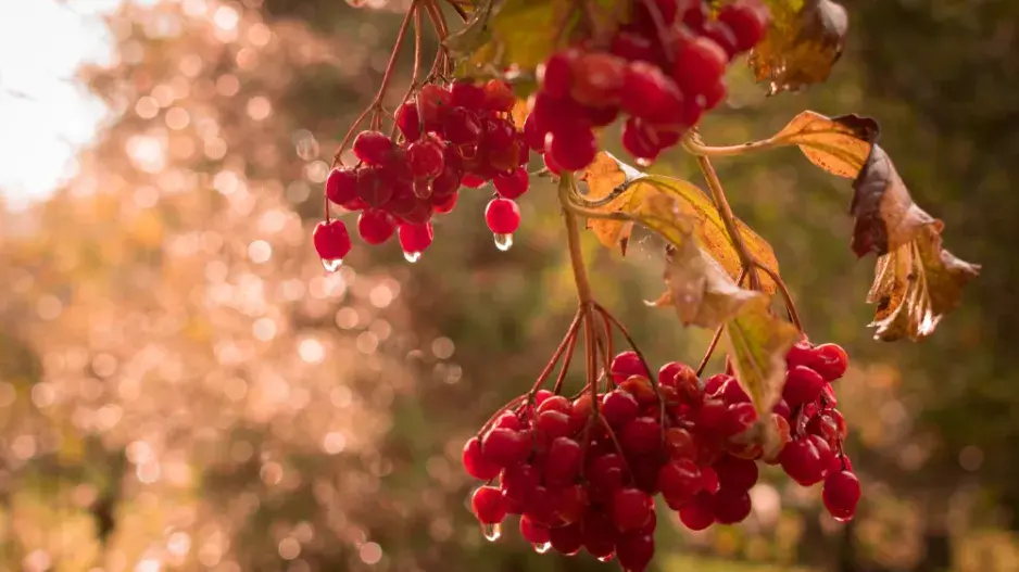 Podzimní pranostiky.
