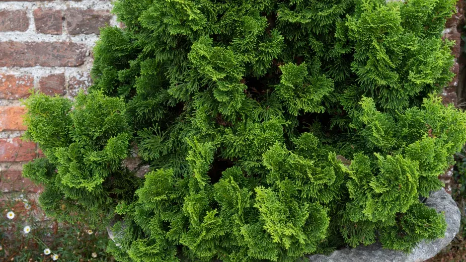 cypřišek tupolistý