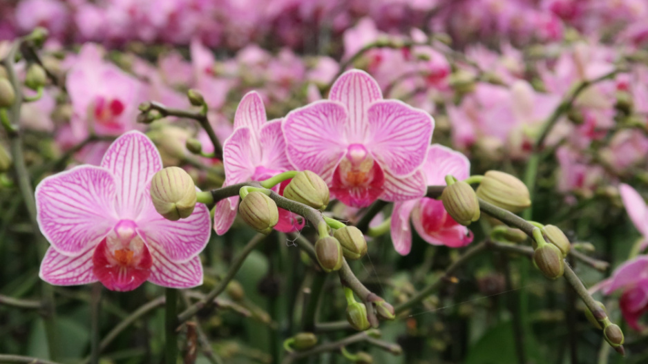 Péče o orchideje.