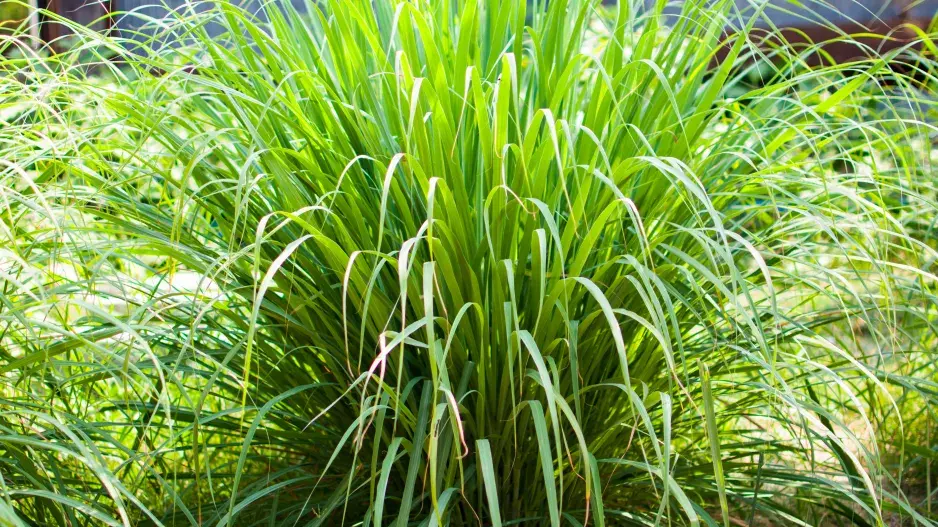 voňatka citronová