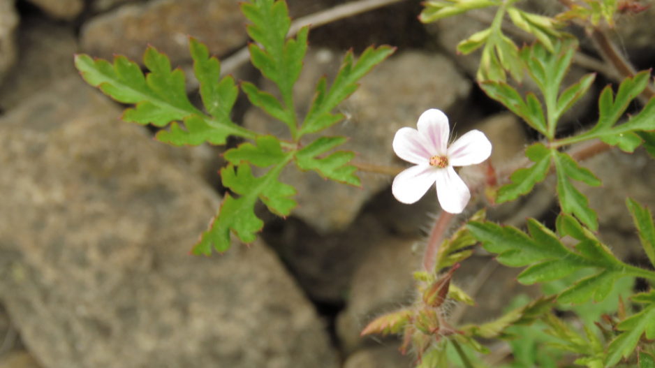 Kakost maličký (Geranium pusillum)