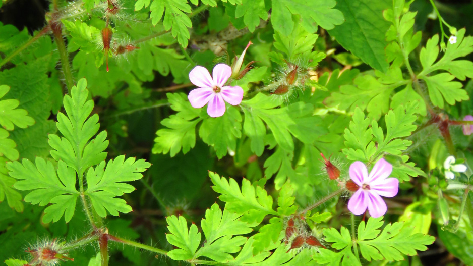 Kakost maličký (Geranium pusillum)